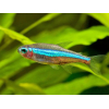 Neon simulans, neon zielony, Paracheirodon simulans